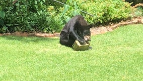 'Crazy, really crazy': Black bear spotted inside Sandy Springs city limits