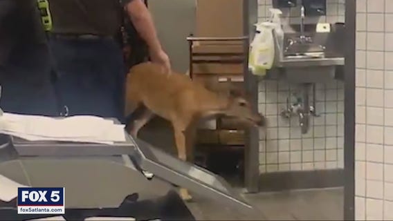 Deer charges into a Publix, sending customers running for cover
