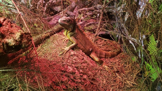 Live animals headline summer exhibits at Fernbank