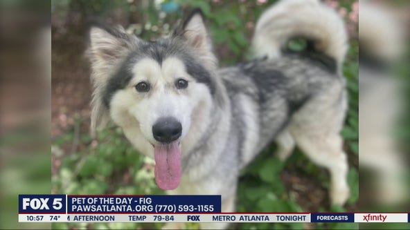 Pet of the Day from PAWS Atlanta