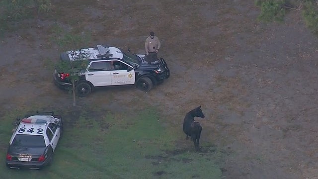 Award-winning songwriter spares the life of cow that escaped from Pico Rivera slaughterhouse