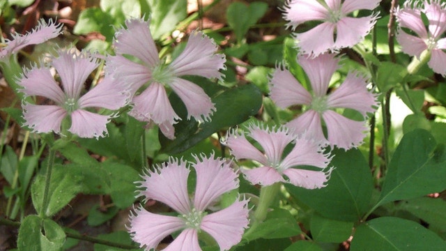 Georgia awarded grant to help grow and save 14 rare plants