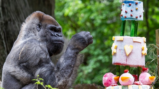 Zoo Atlanta celebrates birthday of oldest living male gorilla