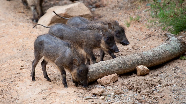 7-week-old warthog piglets explore their Zoo Atlanta habitat
