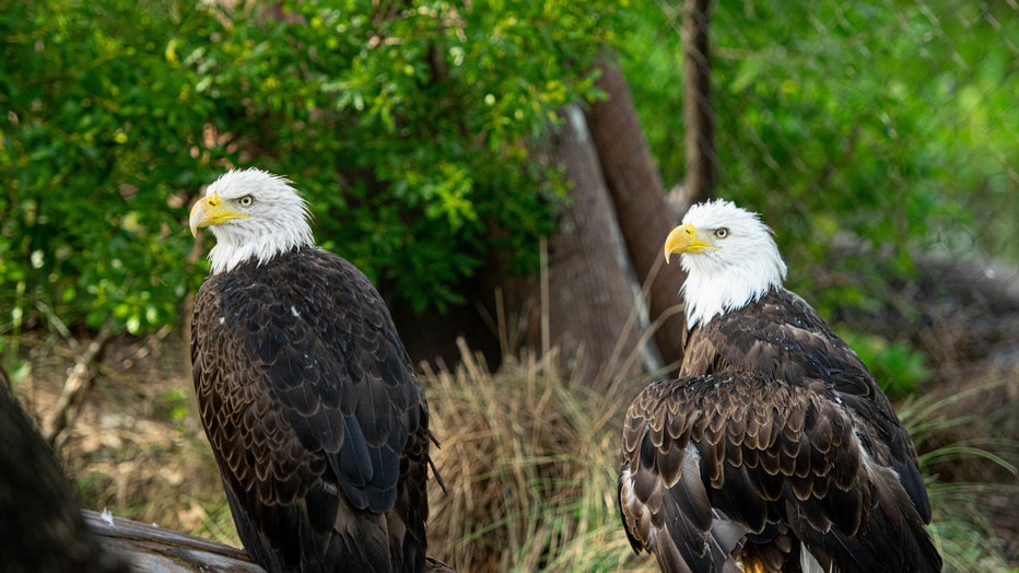 Where to See Bald Eagles in Texas this Fall and Winter