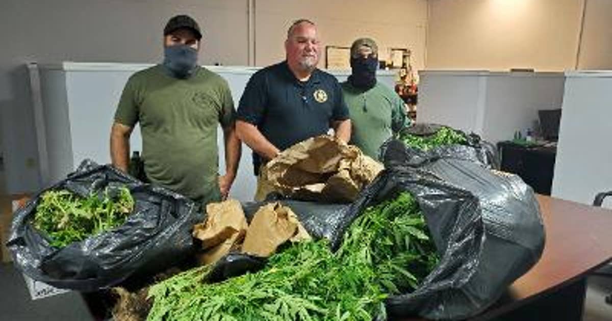 Hundreds of pounds of marijuana plants seized and destroyed in Haralson ...