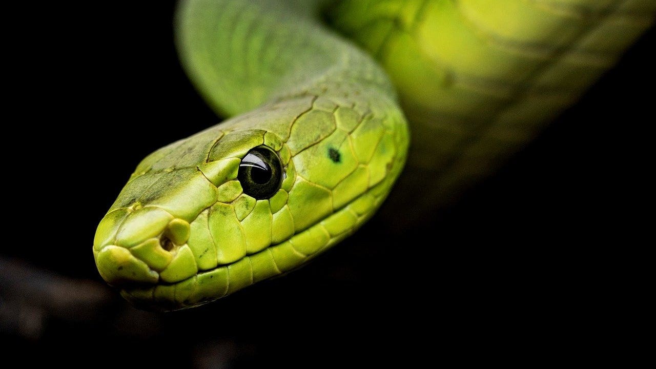 Did an Idaho Couple Really Find a Scary Snake in Their Toilet?