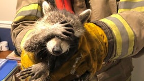 Georgia firefighters help ‘embarrassed’ raccoon out of a jam