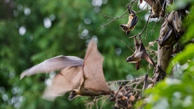 200 people possibly exposed to rabid bat after event at Nebraska zoo