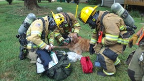 Firefighters rescue dog trapped in burning Lilburn home