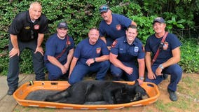 Sandy Springs firefighters share photos of black bear being relocated