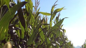 So hot in Iowa even the corn is sweating, making for oppressive humidity levels