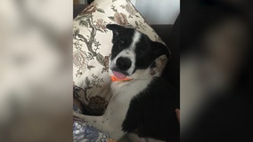 Couple fights to get dog that is rescued from Iraq into the US