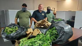 Hundreds of pounds of marijuana plants seized and destroyed in Haralson County