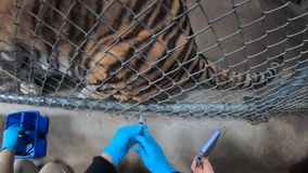 VIDEO: Oakland Zoo vaccinates lions, tigers, bears, chimps and pigs against COVID