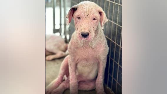 Dozens of animals rescued from Clayton County home, homeowner facing charges