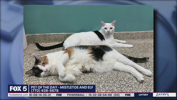 Pet of the Day from the Humane Society of Cobb County