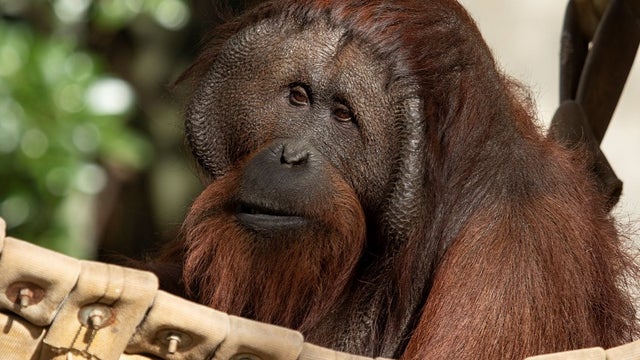Zoo Atlanta uses implantable device to study orangutan's heart