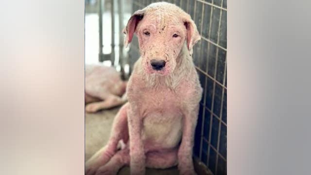 Dozens of animals rescued from Clayton County home, homeowner facing charges