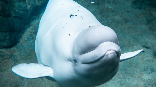 Georgia Aquarium beluga whale calf dies during delivery