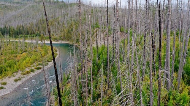 Grizzly bear pulls California woman out of tent in Montana, kills her