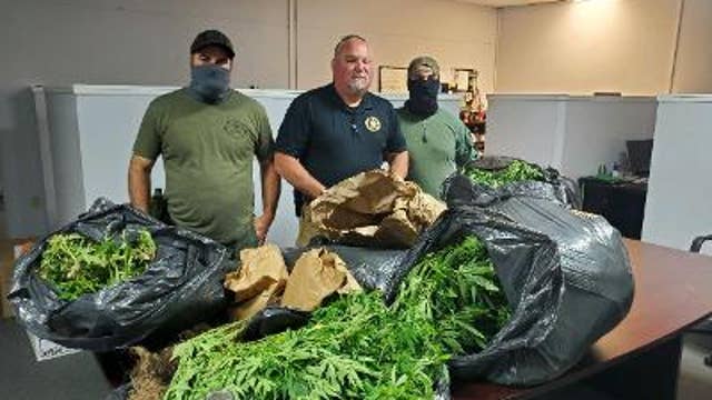 Hundreds of pounds of marijuana plants seized and destroyed in Haralson County