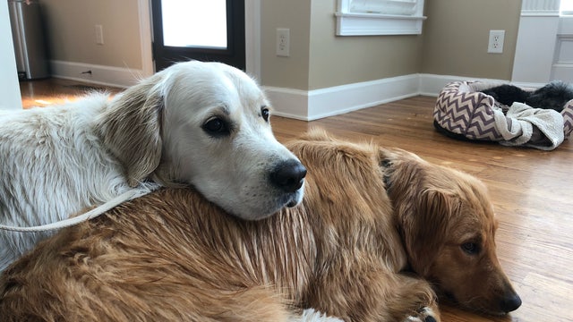 Pet groups sound alarm on CDC ban on importing dogs