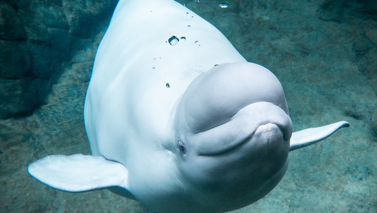When Beluga Dies