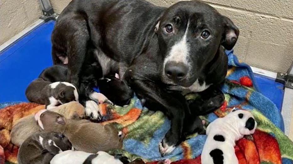 Dozens of animals rescued from Clayton County home, homeowner facing charges Dozens of animals rescued from Clayton County home, homeowner facing charges