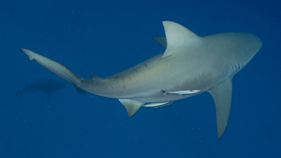 Bull shark