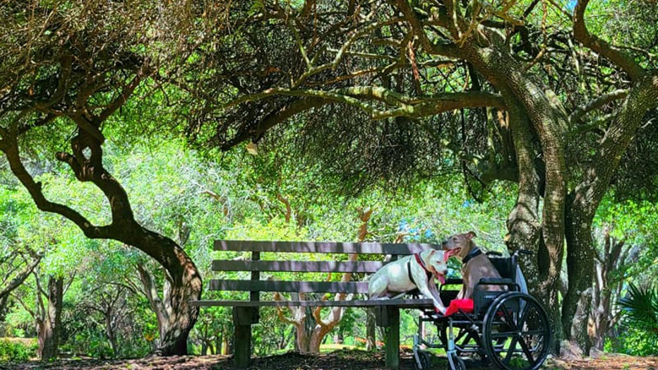 wheelchair-bench-with-tree.jpeg