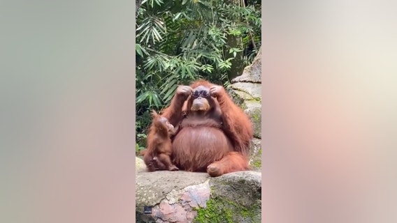 Orangutan rocks sunglasses dropped by visitor into zoo enclosure