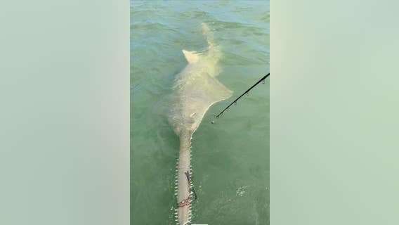 Rare sawfish spotted with rope tied around saw-like nose, mouth