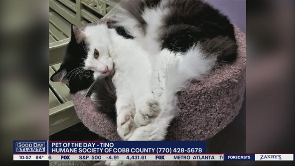 Pet of the day from the Cobb County Humane Society
