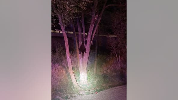 Momma bear reunited with cubs after ransacking car