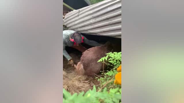 Ida aftermath: Louisiana fire crew pulls pony from fallen debris