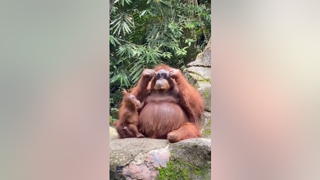 Orangutan rocks sunglasses dropped by visitor into zoo enclosure