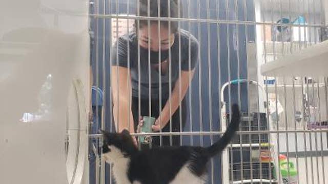 Animal shelters to temporarily waive adoption fees