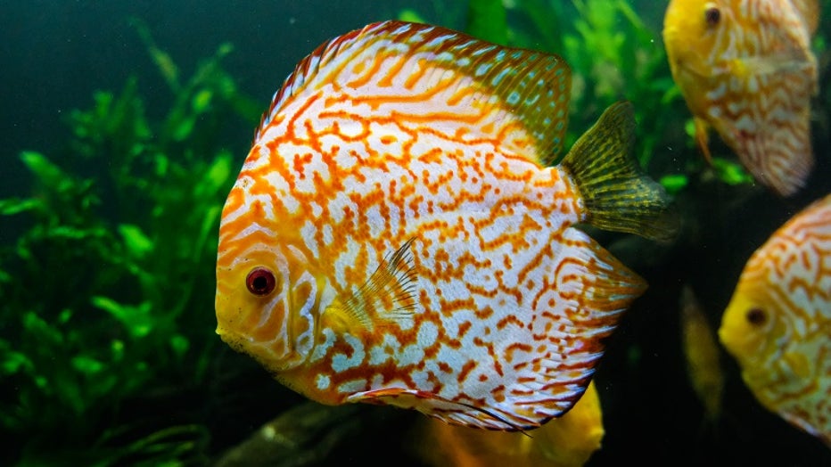 The gallery of Aquanaut Adventure: A Discovery Zone at the Georgia Aquarium will also be home to several species of wildlife (Credit: Georgia Aquarium).