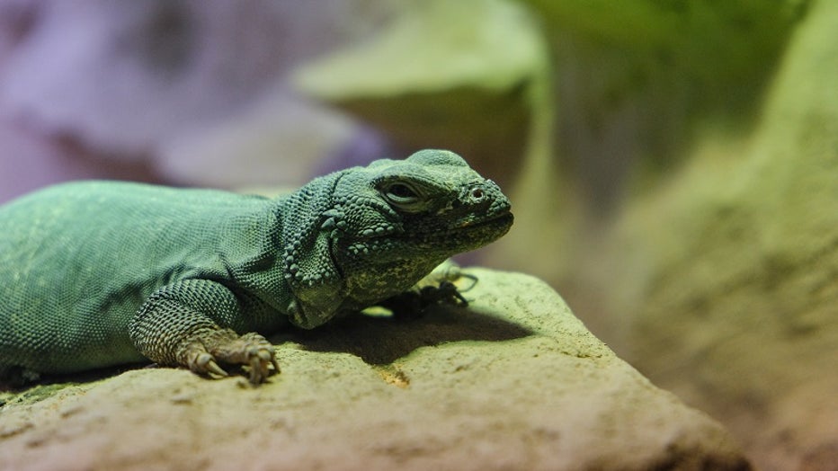 The gallery of Aquanaut Adventure: A Discovery Zone at the Georgia Aquarium will also be home to several species of wildlife (Credit: Georgia Aquarium).