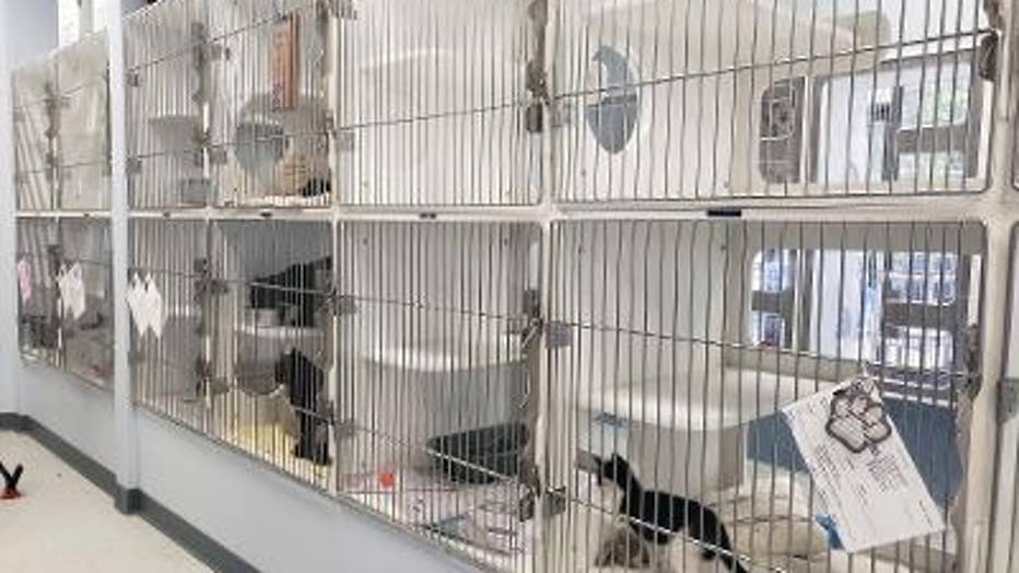 Animal shelters to temporarily waive adoption fees