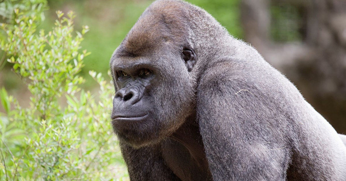 ゴリラgorilla Gorilla gorilla gorilla - Wikispecies