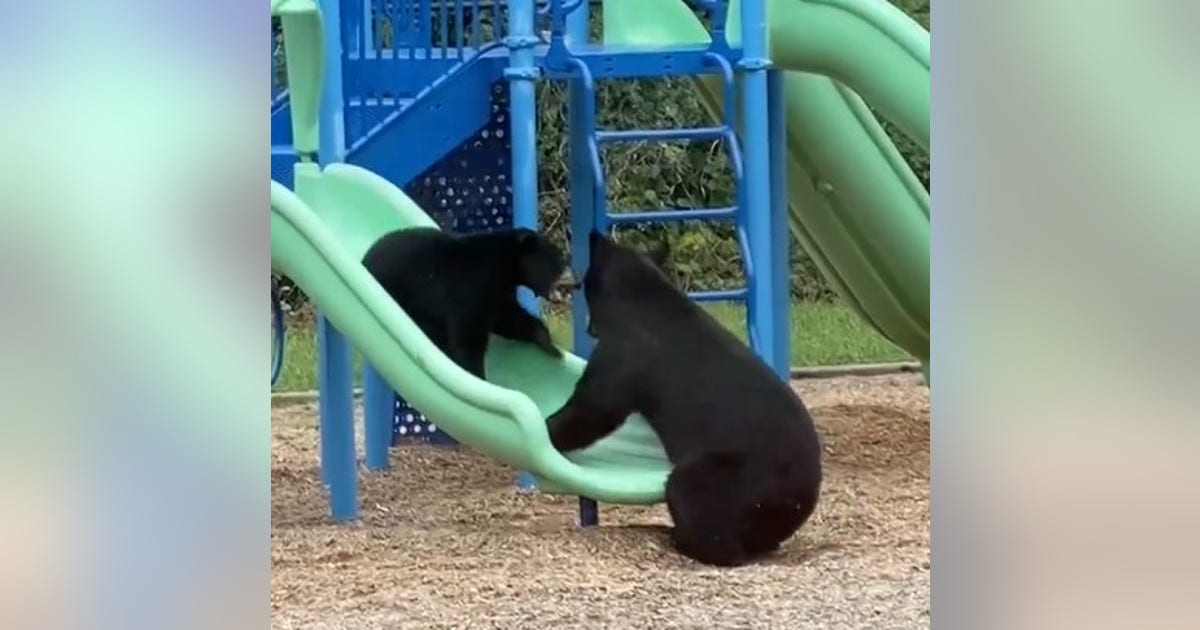 Mama bear and cub enjoy slides at North Carolina playground | FOX 5 Atlanta