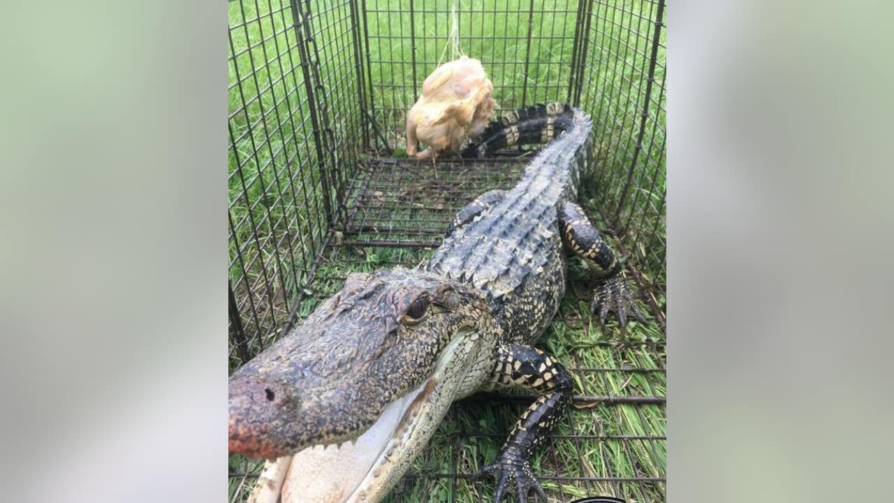 Officer uses raw chicken in safely removing alligator from Georgia family's  pond