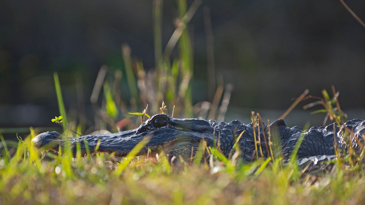 Florida woman, 74, injured while rescuing pet dog during gator attack Florida woman, 74, injured while rescuing pet dog during gator attack