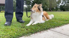 Community therapy dog to help in times of crises