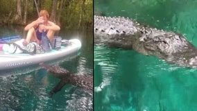 Alligator swims up to woman, tries to bite paddleboard at Central Florida park