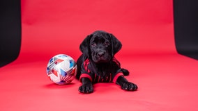 Atlanta United welcomes new service dog to team