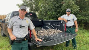 Georgia wardens stop illegal hunt, confiscate 157 doves