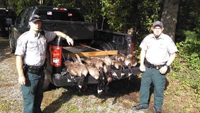 Men charged for killing eight geese out of season in Union County
